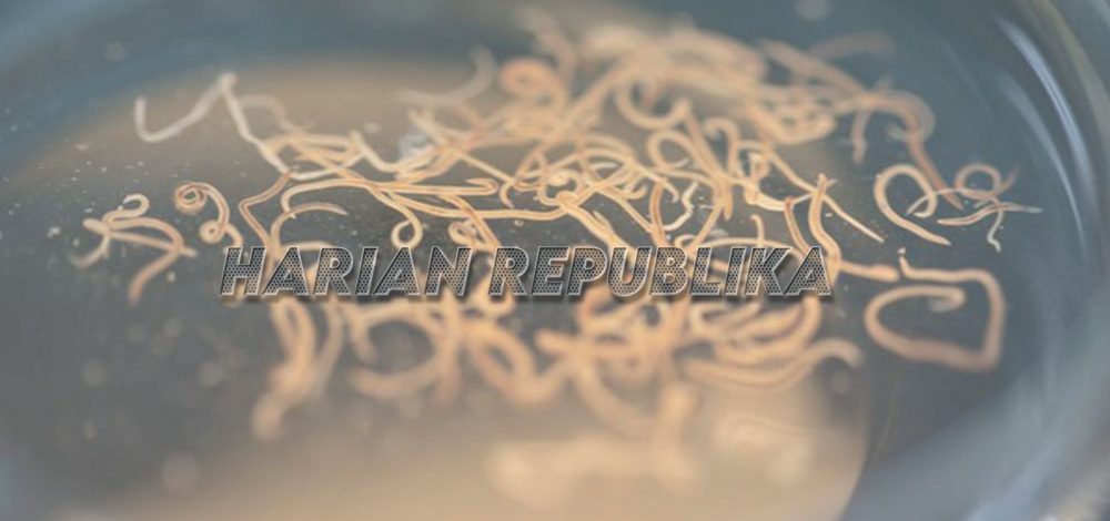 Gen Z Curhat Keluar Cacing Lewat Mulut-Hitung usai Minum Obat